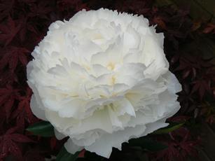 Paeonia Bowl of Cream